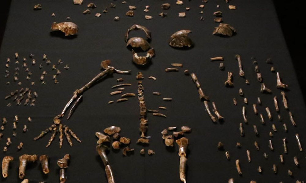 Dinaledi Chamber – Perot Museum of Nature and Science