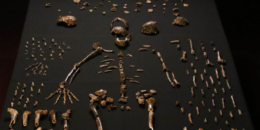 Dinaledi Chamber – Perot Museum of Nature and Science