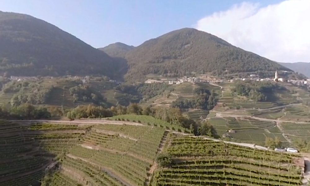 Cavit Wines – 360 Video Experience