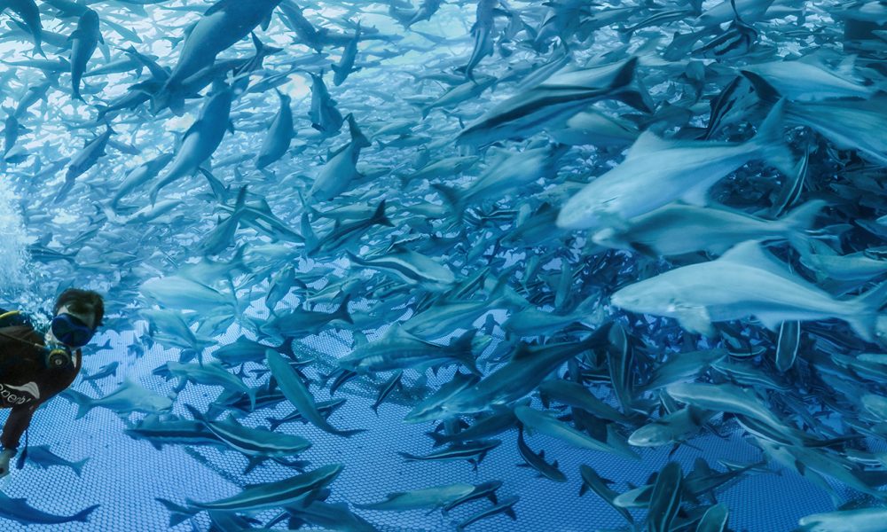 Open Blue Cobia – VR Film