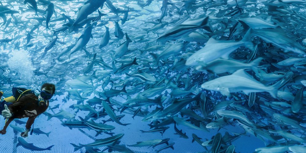 Open Blue Cobia – VR Film