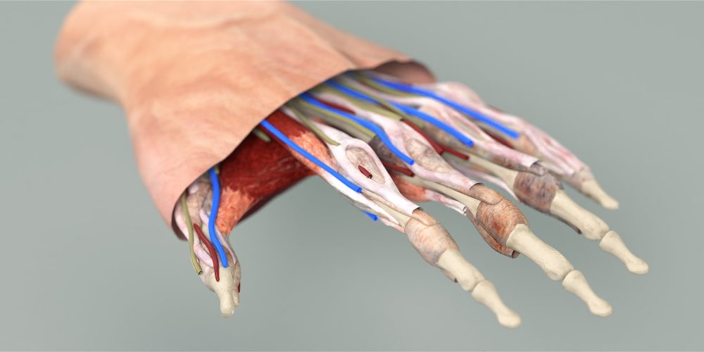 Hand Anatomy