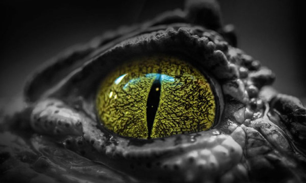 Australian Reptile Park